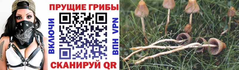 Галлюциногенные грибы мухоморы  Сухиничи 